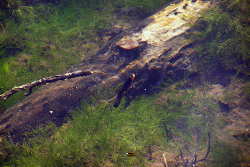 alpikos tritonas limni arrenon